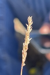 Agrostis lacuna-vernalis