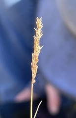 Agrostis lacuna-vernalis