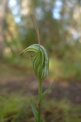 Pterostylis alobula