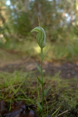 Pterostylis alobula