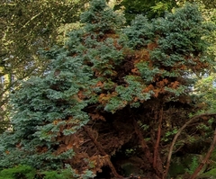 Chamaecyparis pisifera