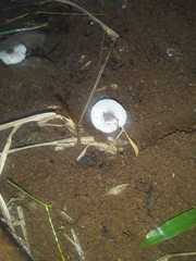 Leucocoprinus brebissonii