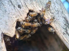 Apis cerana