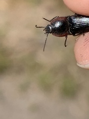 Selatosomus lateralis