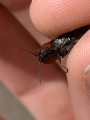 Selatosomus lateralis