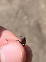 Selatosomus lateralis