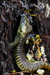 Abronia taeniata
