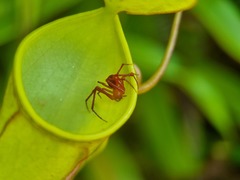 Misumenops nepenthicola