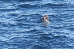 Enteroctopus dofleini