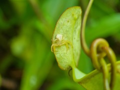 Thomisus nepenthiphilus