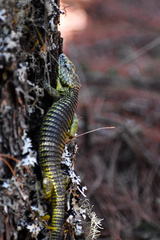 Abronia taeniata