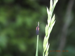 Greenarus thoracicus