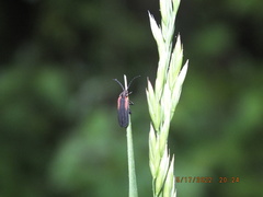 Greenarus thoracicus