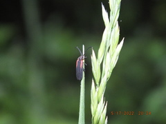 Greenarus thoracicus