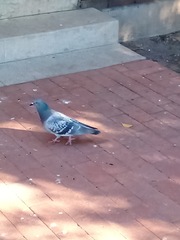 Columba livia domestica