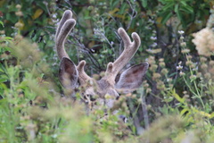 Odocoileus hemionus californicus