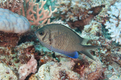 Chromis alpha