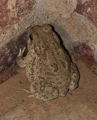Anaxyrus speciosus