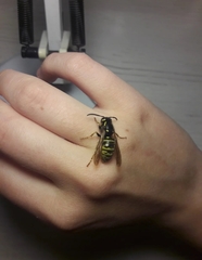 Vespula austriaca