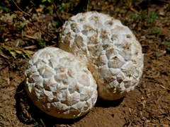 Calbovista subsculpta