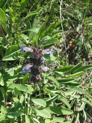 Salvia sonomensis