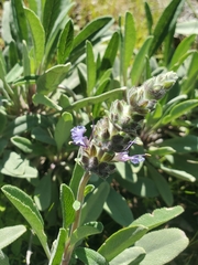 Salvia sonomensis