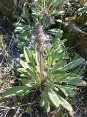 Salvia sonomensis