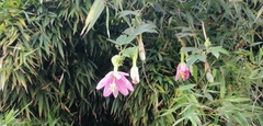 Passiflora tarminiana