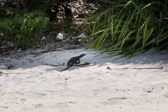 Varanus salvator andamanensis