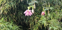 Passiflora tarminiana