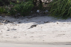 Varanus salvator andamanensis
