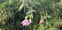 Passiflora tarminiana