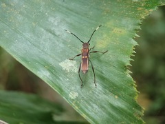 Thranius bimaculatus