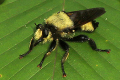 Laphria grossa