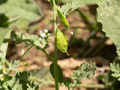 Corydalis bungeana