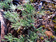 Eriospermum proliferum