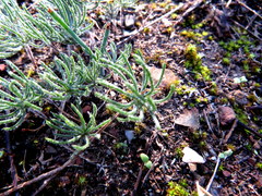 Eriospermum proliferum