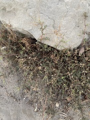 Erodium cicutarium cicutarium