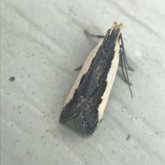 Dichomeris serrativittella