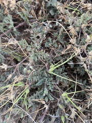 Erodium cicutarium cicutarium