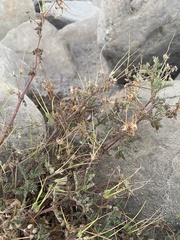 Erodium cicutarium cicutarium