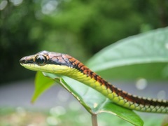 Dendrelaphis kopsteini