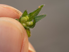 Bothriospermum chinense
