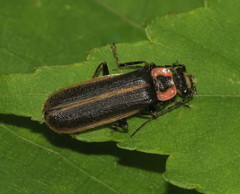 Podabrus brevicollis