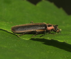 Podabrus brevicollis