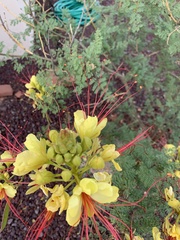 Erythrostemon gilliesii