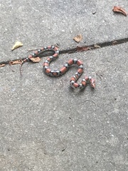 Cemophora coccinea copei