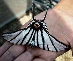 Protographium epidaus fenochionis