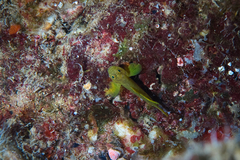 Priolepis aureoviridis