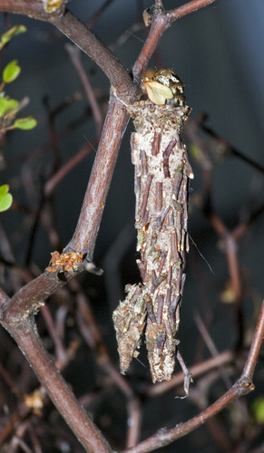 New Zealand Common Bag Moth photo 4